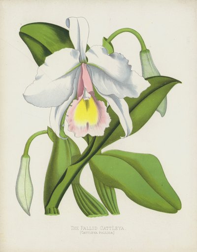 The Pallid Cattleya by English School